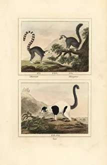 James Smith Barr Prints: Species of lemur
