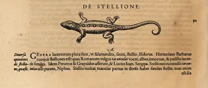 Amphibia Prints: Species of lizard, possibly the starred agama