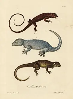 Deliciae Prints: Two species of lizards and a gecko