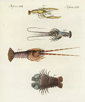 Crustacean Collection: Species of lobsters