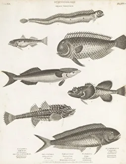 Species of mahi-mahi, bullhead, remora, goby, etc