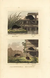 Enlightenment Prints: Species of mice, rats and voles