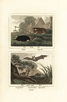 James Smith Barr Prints: Species of mole, mole-rat and bats