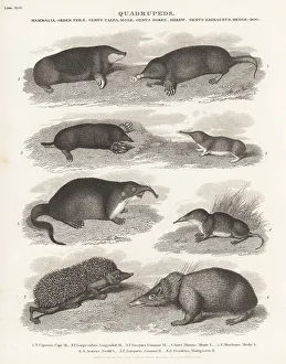 Enlightenment Prints: Species of mole, shrew and hedgehog