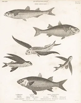 1809 Prints: Species of mullet, smelt, flyingfish, etc