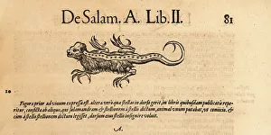 Amphibia Prints: Species of mythical salamander