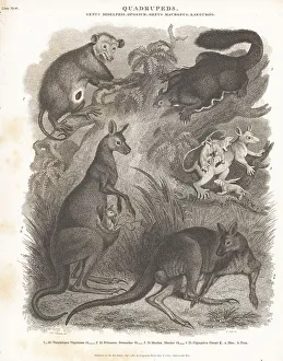 1810 Prints: Species of opossum and kangaroo