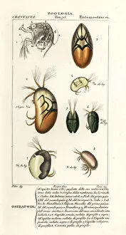 Crustacean Collection: Species of ostracods