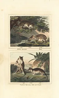 Rodent Prints: Species of paca and opossum