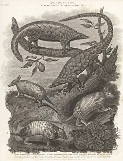 1809 Prints: Species of pangolin and armadillo