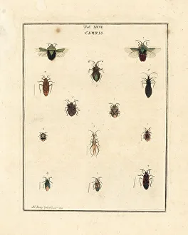 Species of parasitic and shield bugs