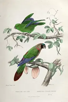 Two species of parrot