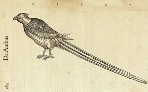 Cambier Prints: Species of pheasant, perhaps the ring-necked pheasant, Phasianus