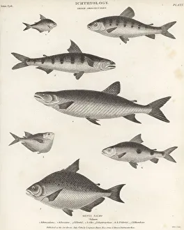Enlightenment Prints: Species of piranha, leporinus, lizardfish, etc