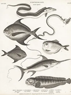 1813 Prints: Species of pomfret, tube-eye, hairtail, swordfish, etc