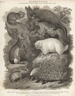 Species of porcupines and rodents
