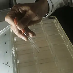 Shrimp Prints: Species of prawn and shrimp reared at the Museum