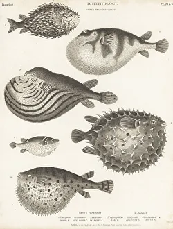 Species of pufferfish, porcupinefish and burrfish
