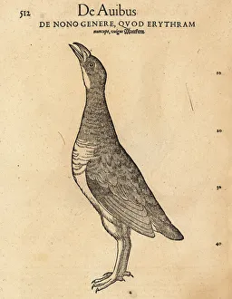 Cambier Prints: Species of rail, possibly the white-breasted waterhen, Amaurorni
