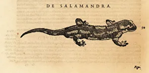 Herpetology Prints: Species of salamander, possibly the fire salamander