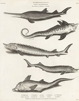 Endangered Prints: Species of sawfish, endangered sturgeon, and rabbit fish