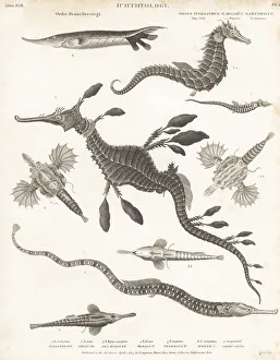 Enlightenment Prints: Species of seadragon, seahorse, seamoth, etc