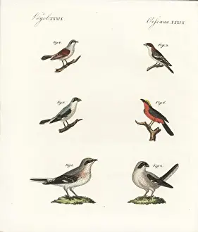 Bilderbuchfurkinder Prints: Species of shrikes