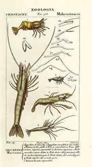 Crustacean Collection: Species of shrimp