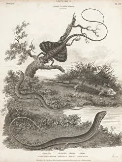 Herpetology Prints: Species of skink, lizard and flying dragon