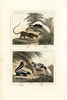 James Smith Barr Prints: Species of skunk