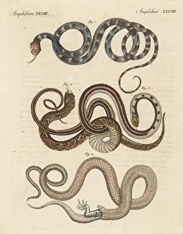 Species of snakes