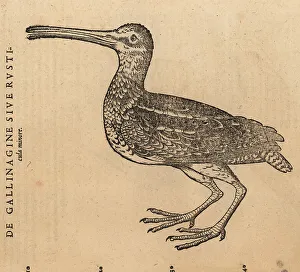 Snipe Prints: Species of snipe, Gallinago gallinago?