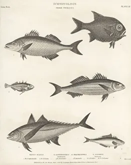 Hurst Prints: Species of snook, bass, stickleback, scad, etc