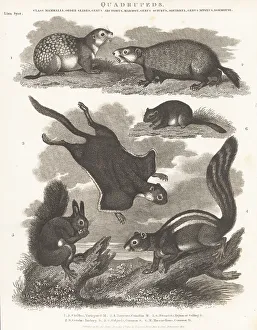 1810 Prints: Species of squirrel, groundhog, and dormouse