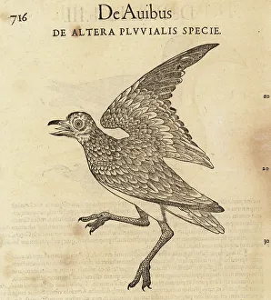 Cambier Prints: Species of swamphen, possibly the purple swamphen, Porphyrio por