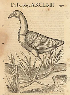 Ornithology Prints: Species of swamphen, possibly the purple swamphen, Porphyrio por