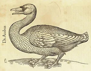 Species of swan, possibly the whooper swan or common swan, Cygnu
