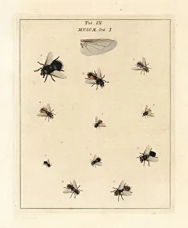 Diptera Prints: Species of tachinid flies