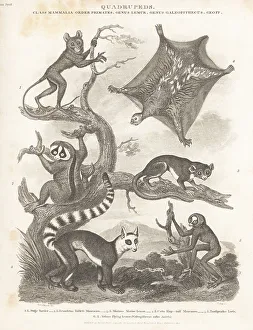 Hurst Prints: Species of tarsier, lemur and loris