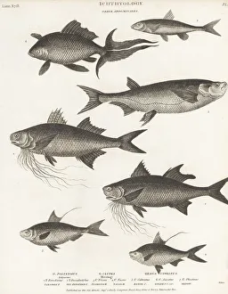 Species of threadfin, gizzard shad, goldfish, etc