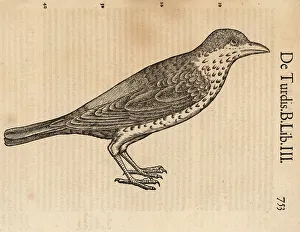Cambier Prints: Species of thrush, possibly the song thrush, Turdus philomelos