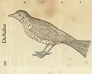 Cambier Prints: Species of thrush, possibly the song thrush, Turdus philomelos