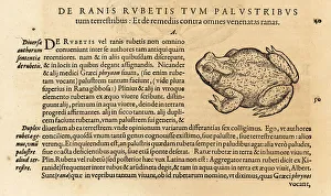 Amphibia Prints: Species of toad, possibly the common toad