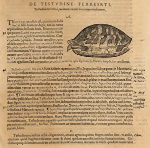 Amphibia Prints: Species of tortoise, possibly the Greek tortoise