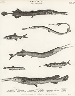 Hurst Prints: Species of trumpetfish, garfish, ballyhoo, etc