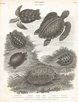 Mydas Prints: Species of turtles and tortoises