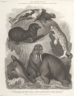Enlightenment Prints: Species of walrus, manatee and seals