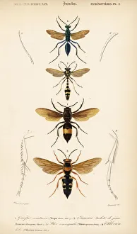 Species of wasps Species of wasps