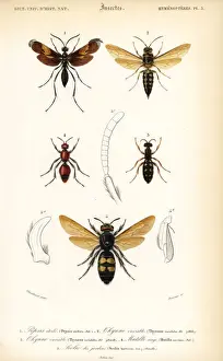Species of wasps