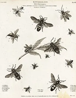 Hymenoptera Prints: Species of wasps